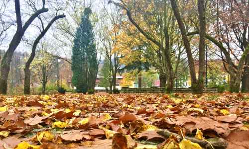 Katarzyna Koczwara - Park Kopczyńskiego w centrum miasta w jesiennych barwach